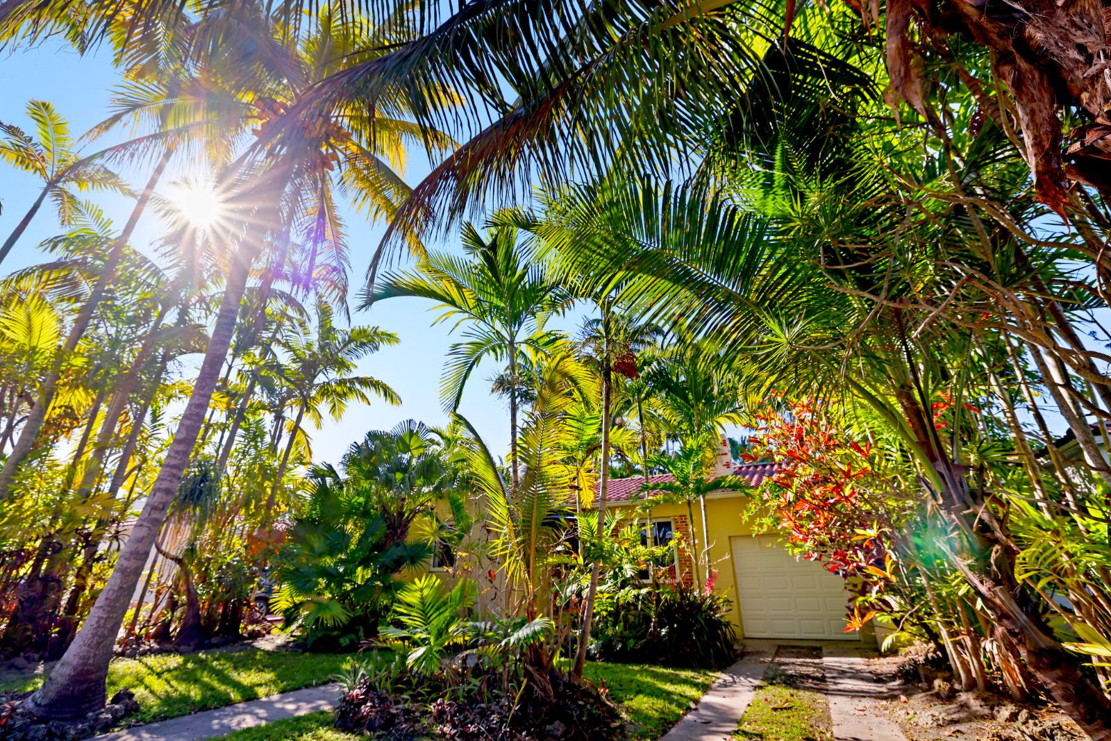 Backyard garden with mature palms and warm sun flare